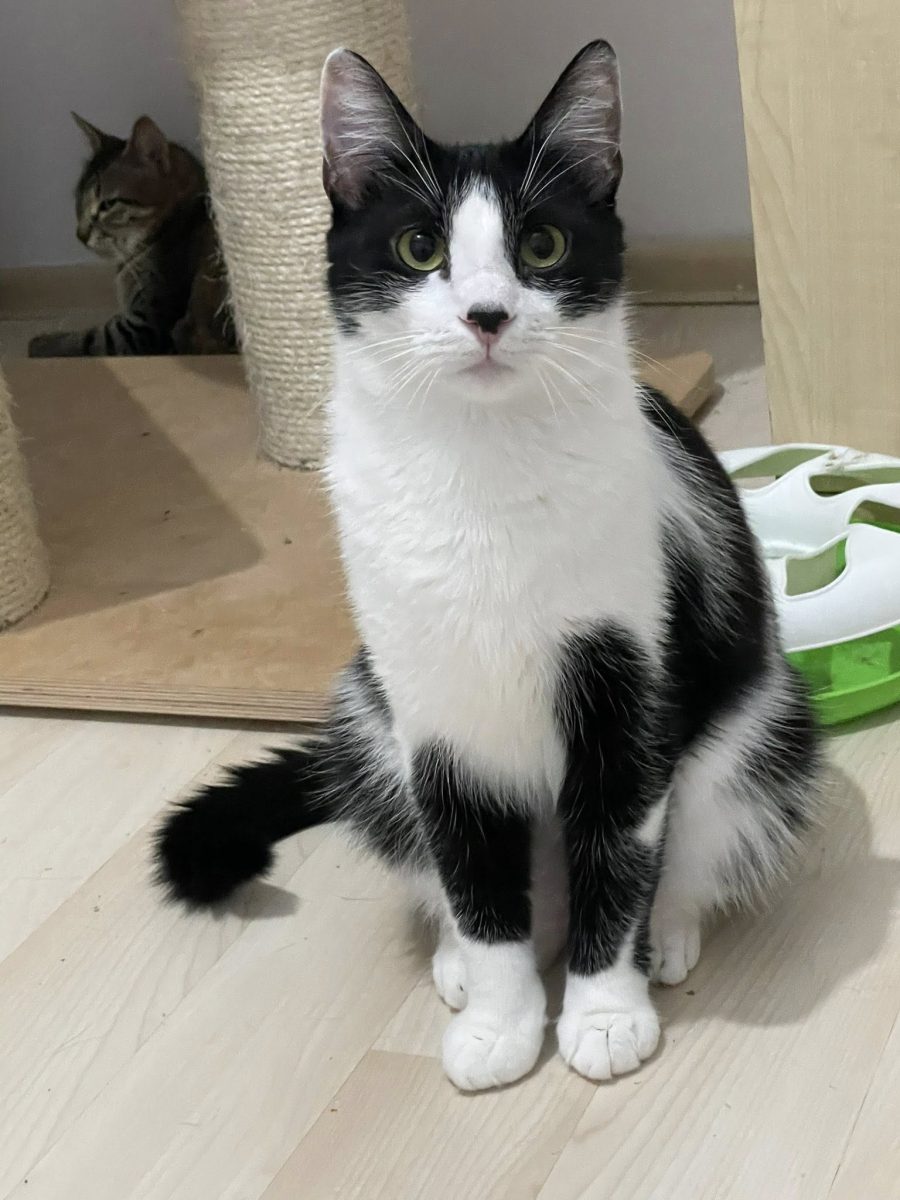 Serena – curioasa si cu personalitate cat incape..cam cum e cu punctul pe..nas