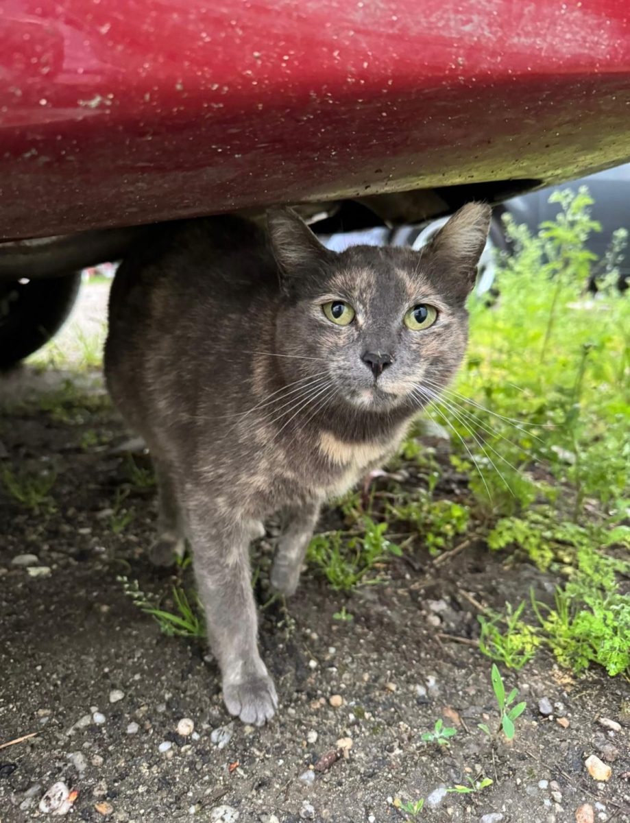 🐾 Griuta – fetița blândă care merită o casă caldă înainte de iarna.