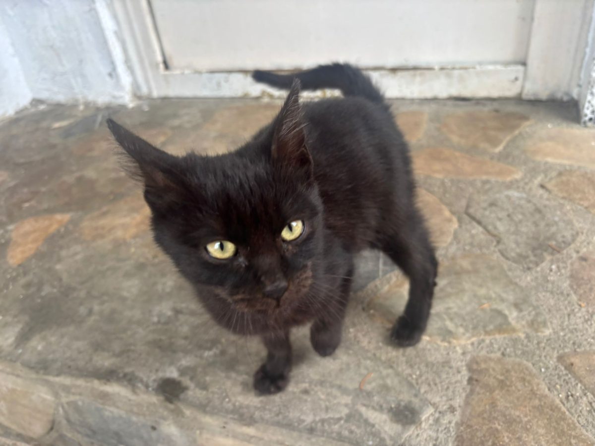 MOTANEL NEGRU