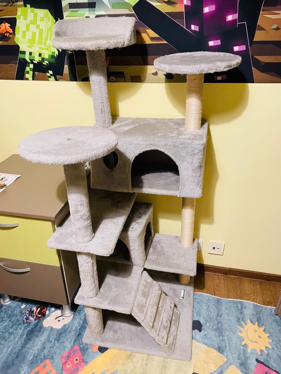 Adoptie motan castrat