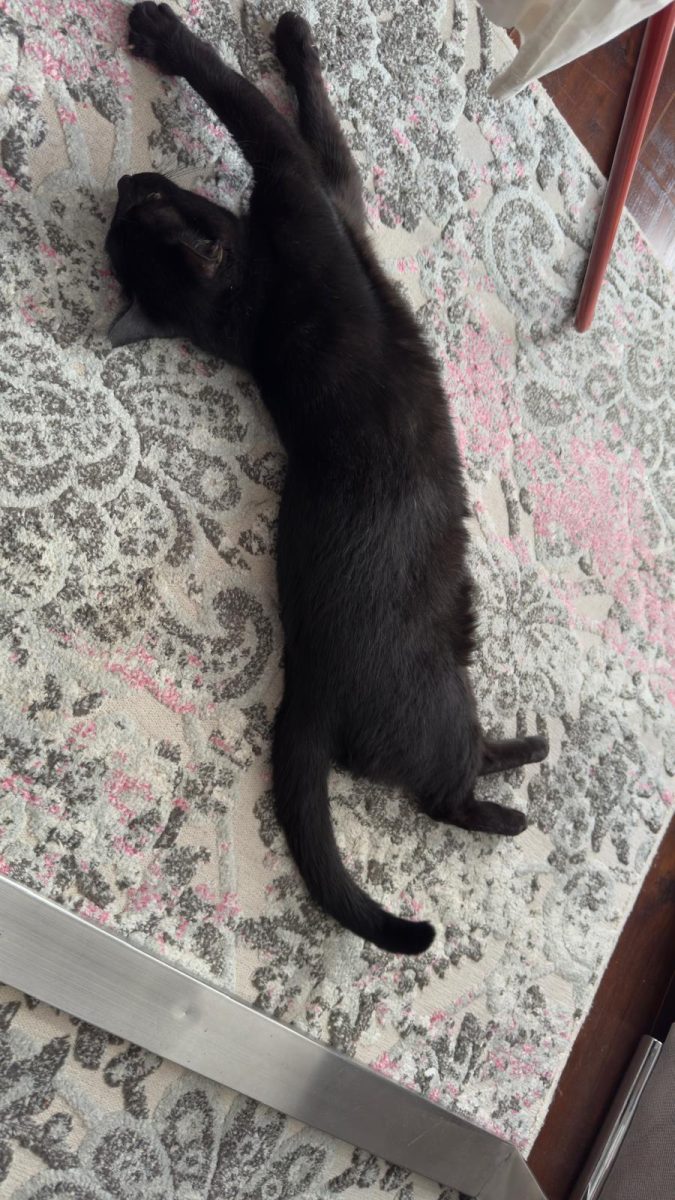 Pisu – O pisică neagră plină de farmec și energie!🐾✨