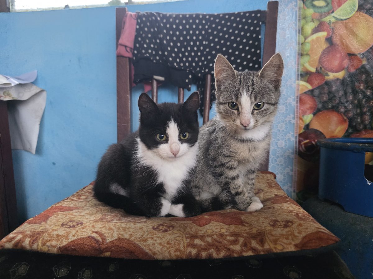 Pisicuti pentru adopție