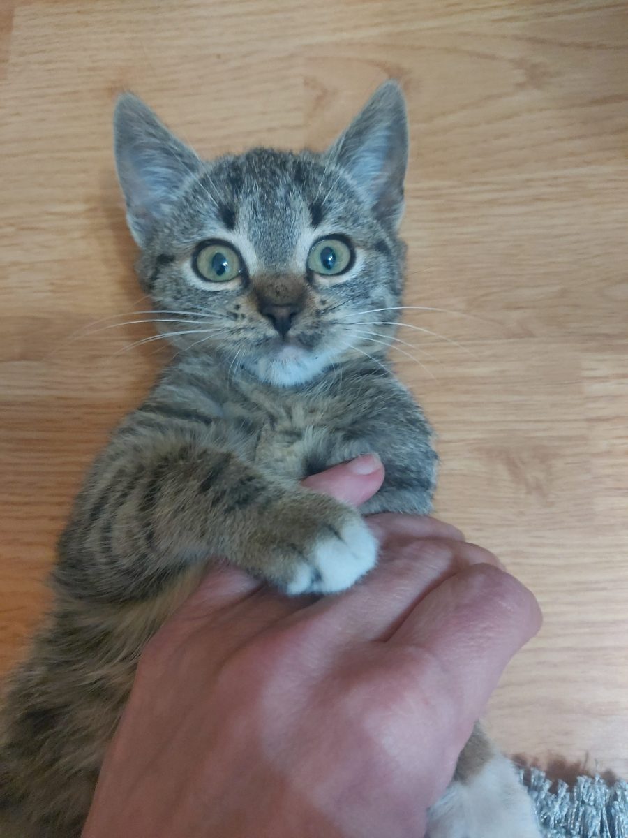 Adopție puiuț(ă)