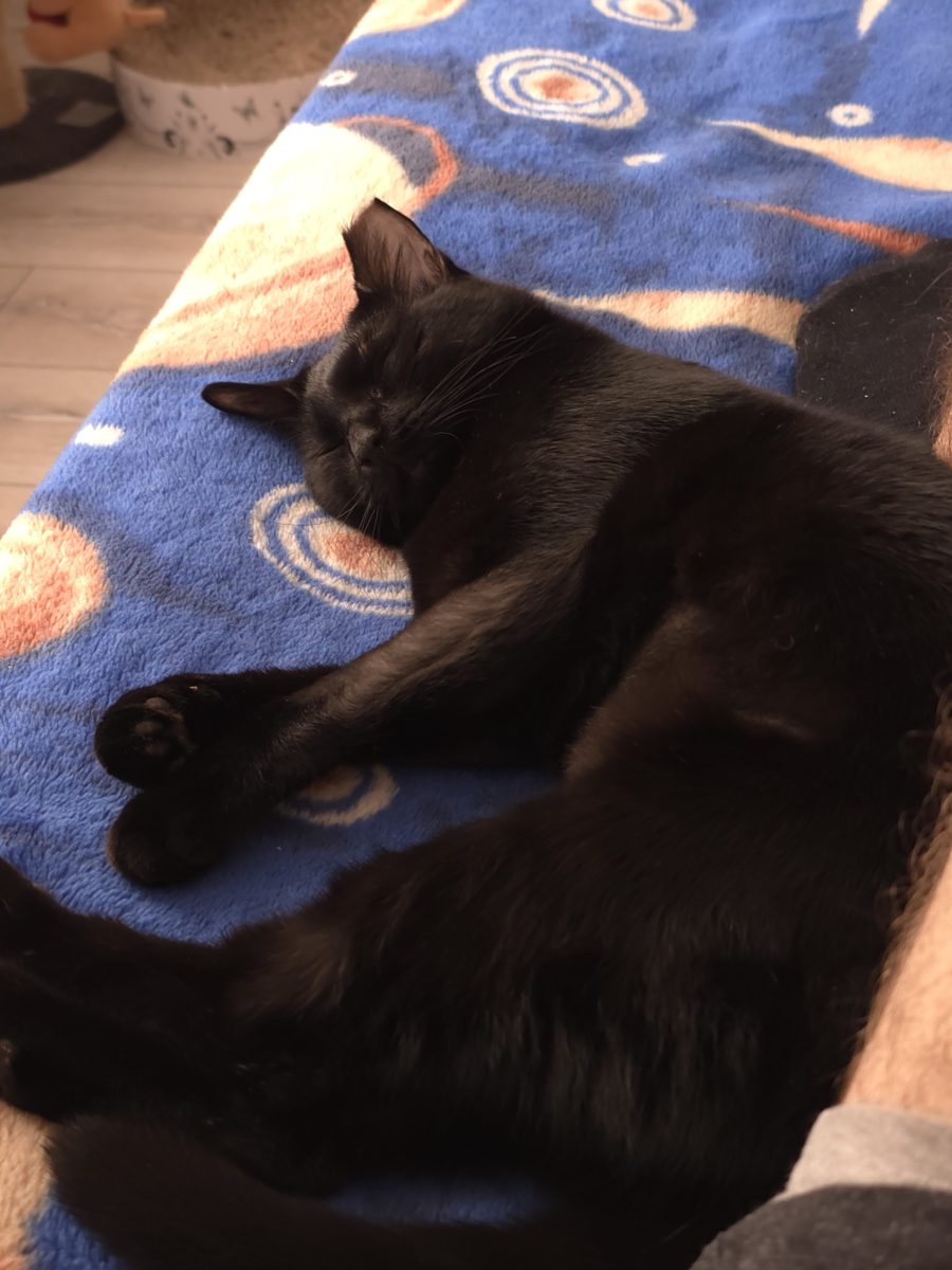 Pisica spre adoptie