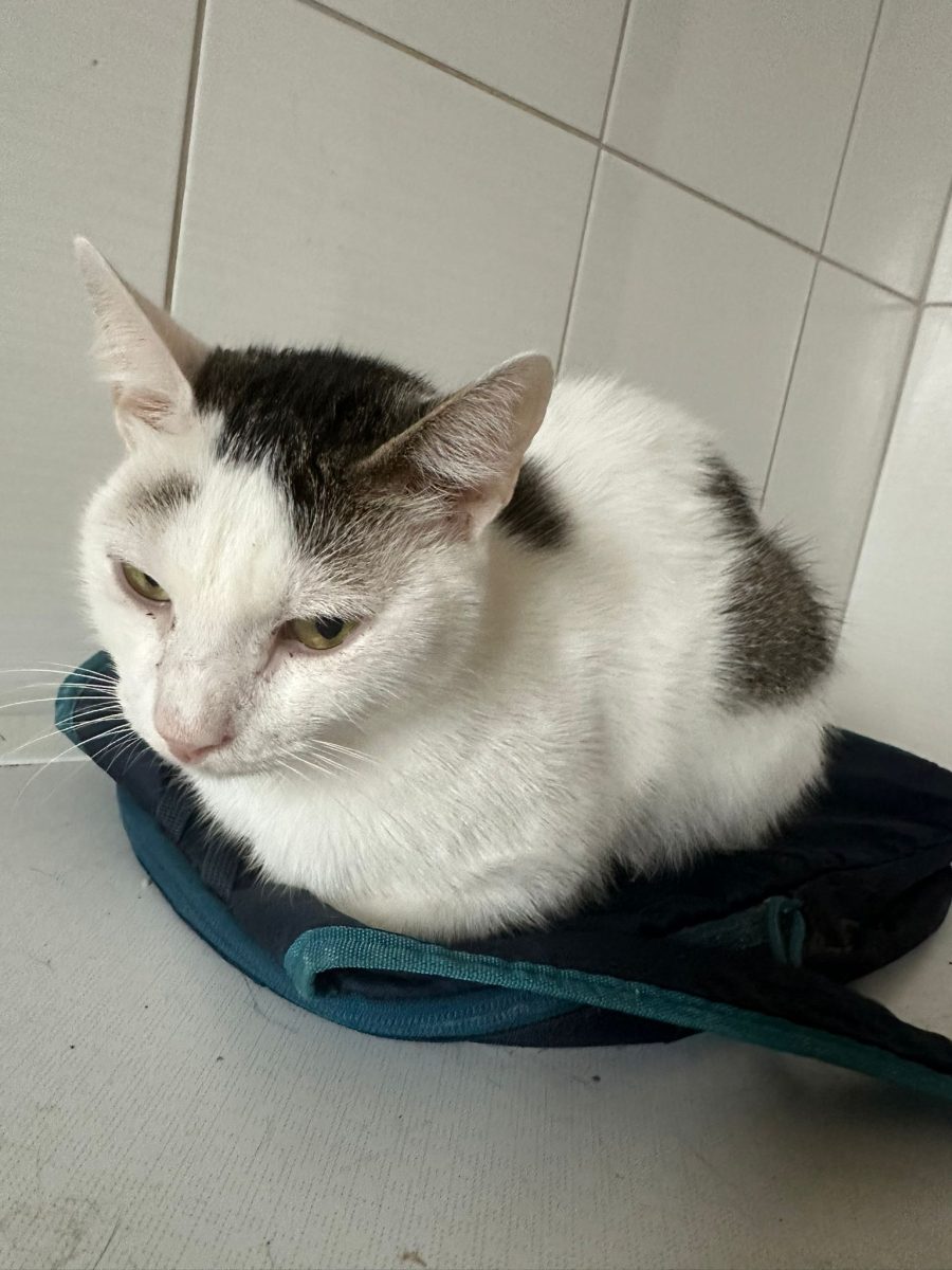 Mihaita cel cuminte