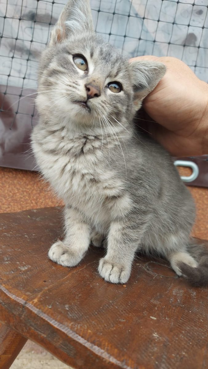 Oferim spre adopție pui 2,5 luni (Nebelung)