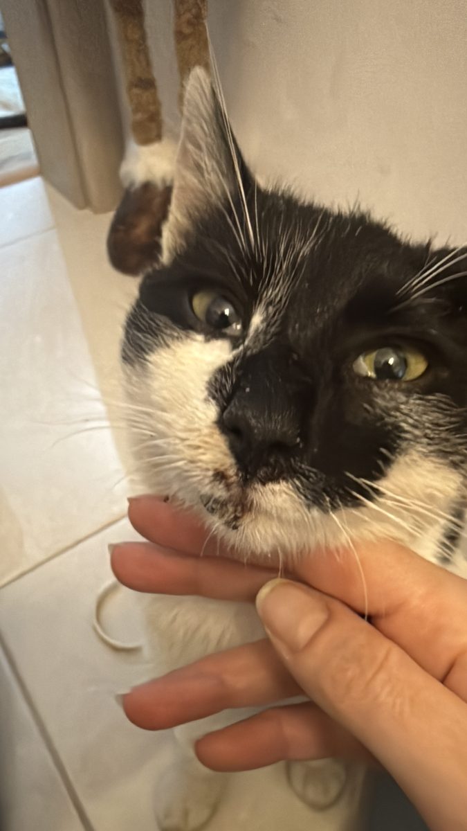 Motanel afectuos sub 1 an – spre adoptie/foster