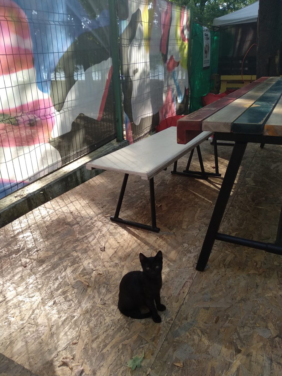 Anunt preluat-Adoptie bucuresti