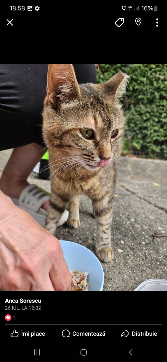 Leia, o calico frumoasa, sterilizata, vaccinata si deparazitata isi cauta un camin iubitor