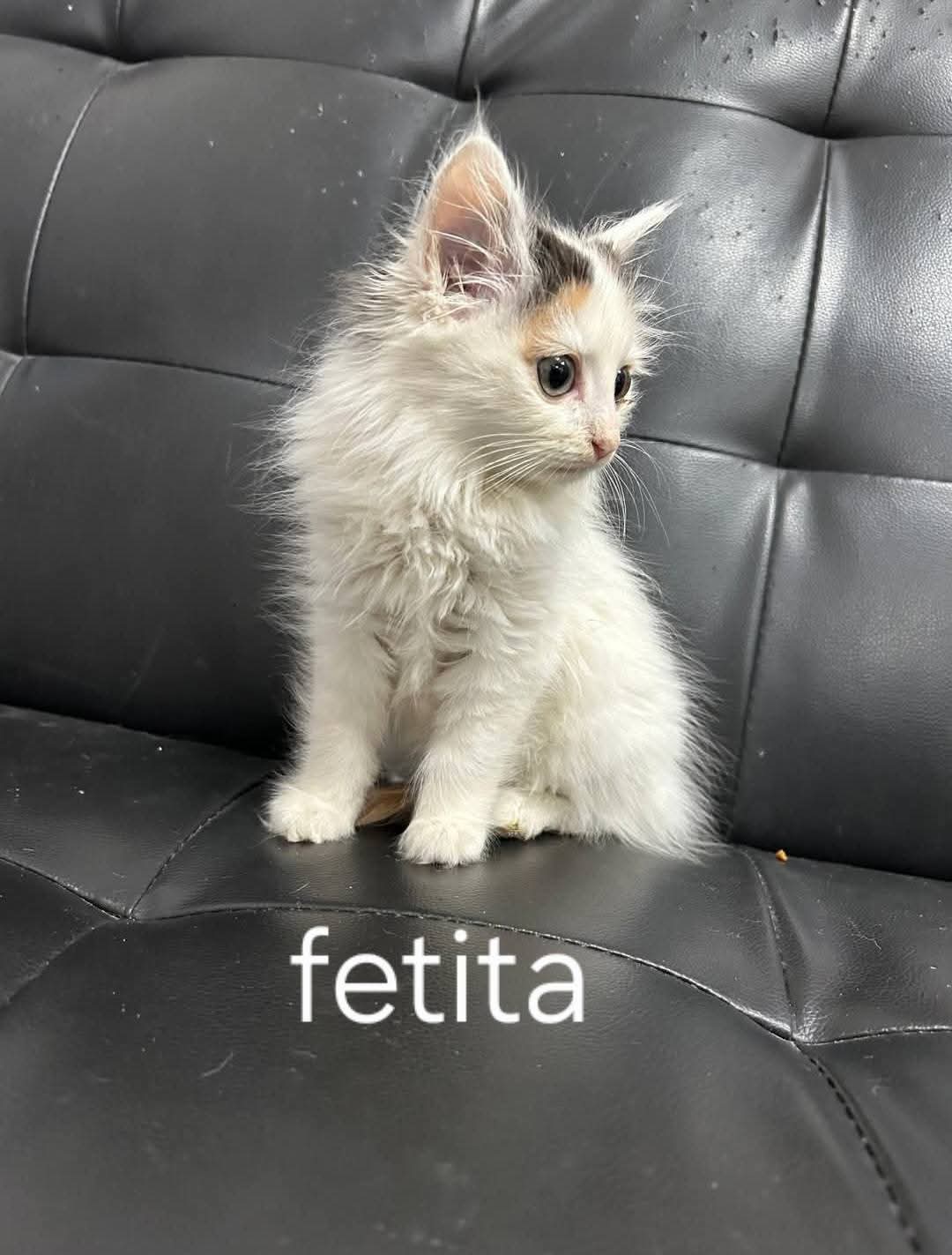 Adopții pisici