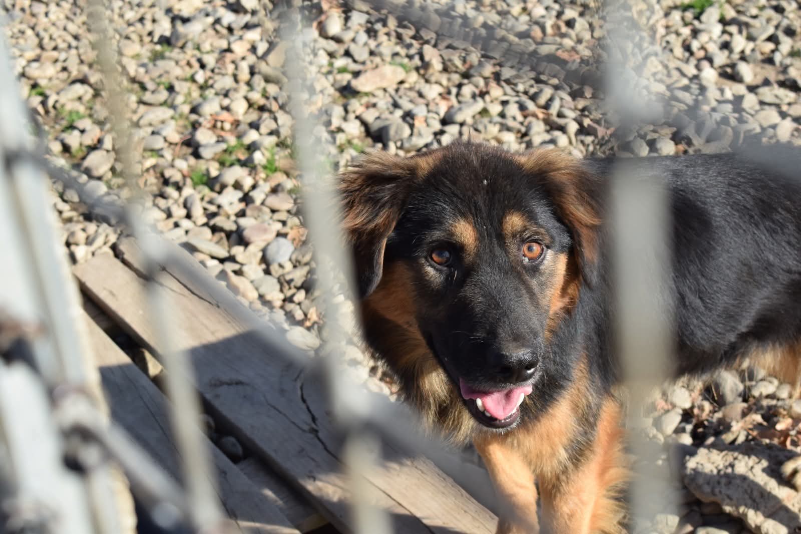 Adopții catei