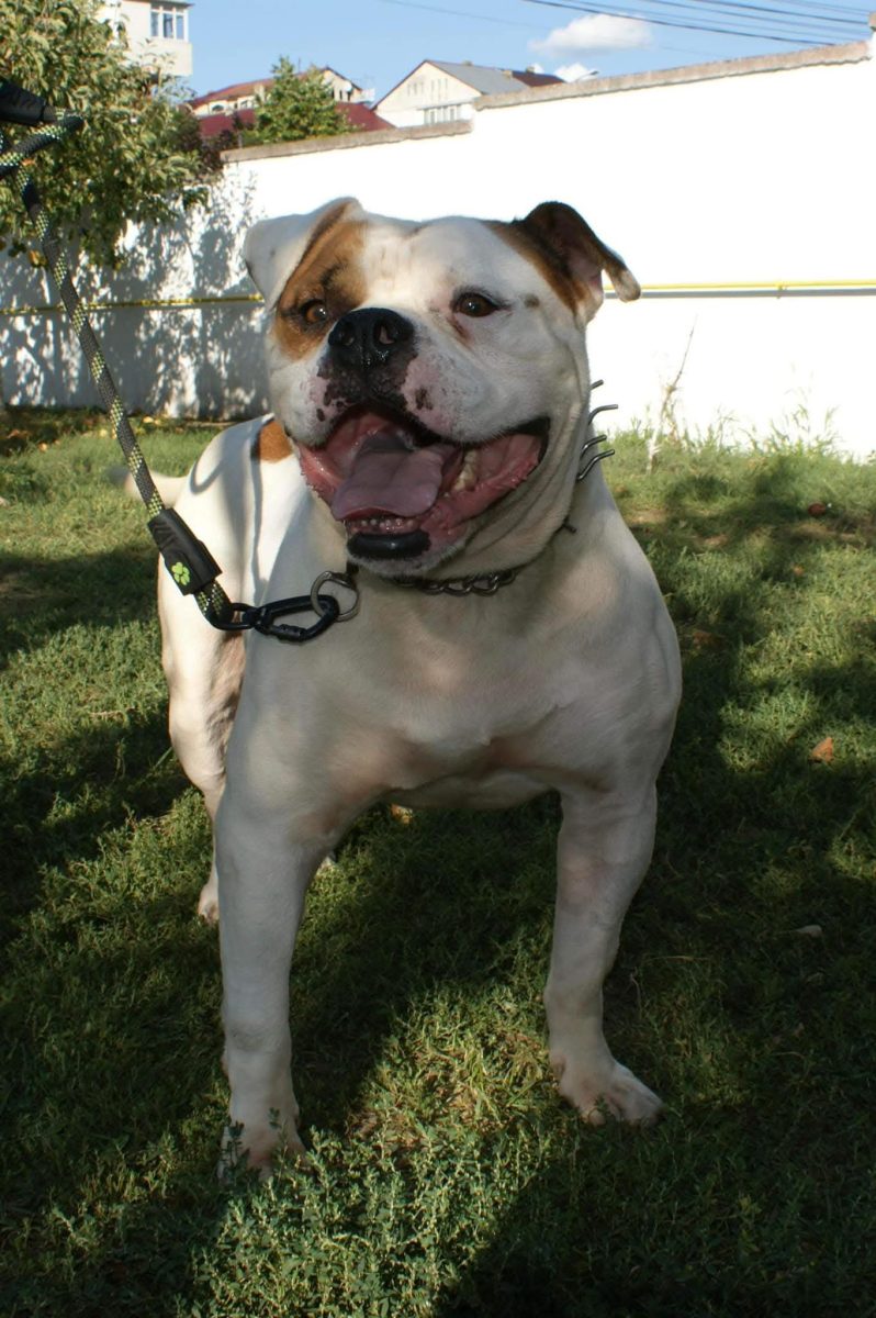 Adopții caini
