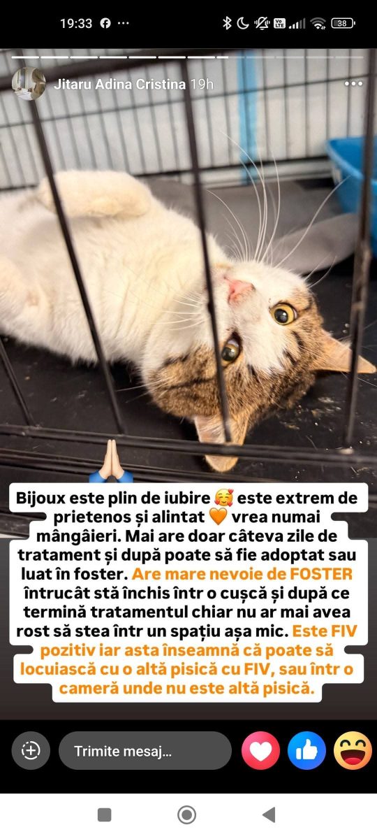 Adopții pisici