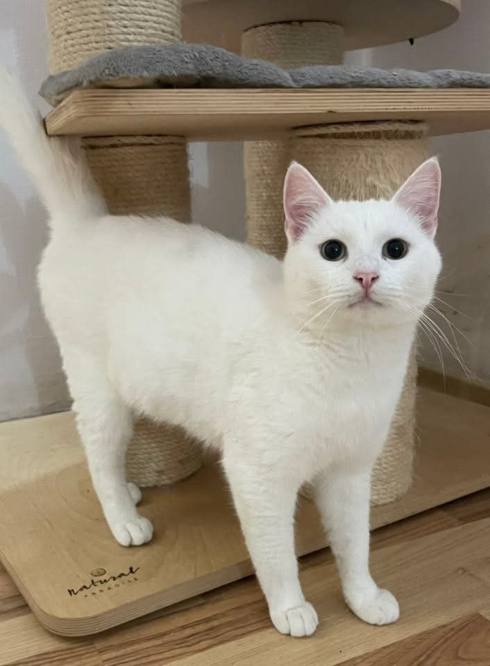Adopții pisici