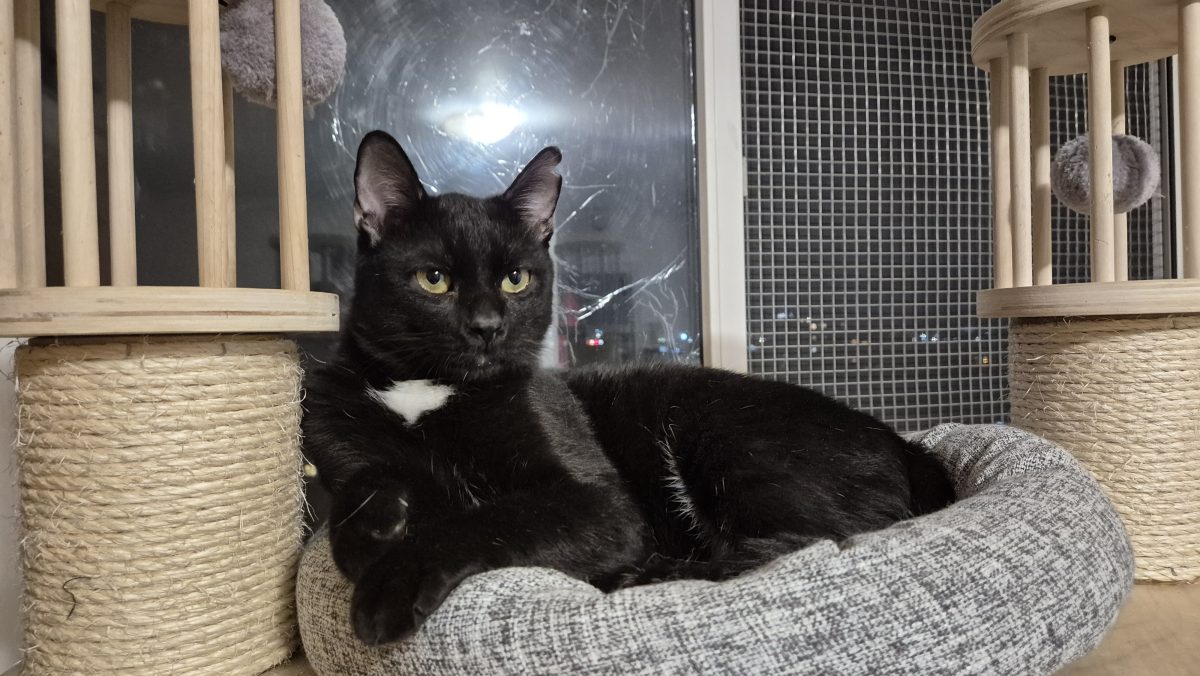 Max pt adoptie