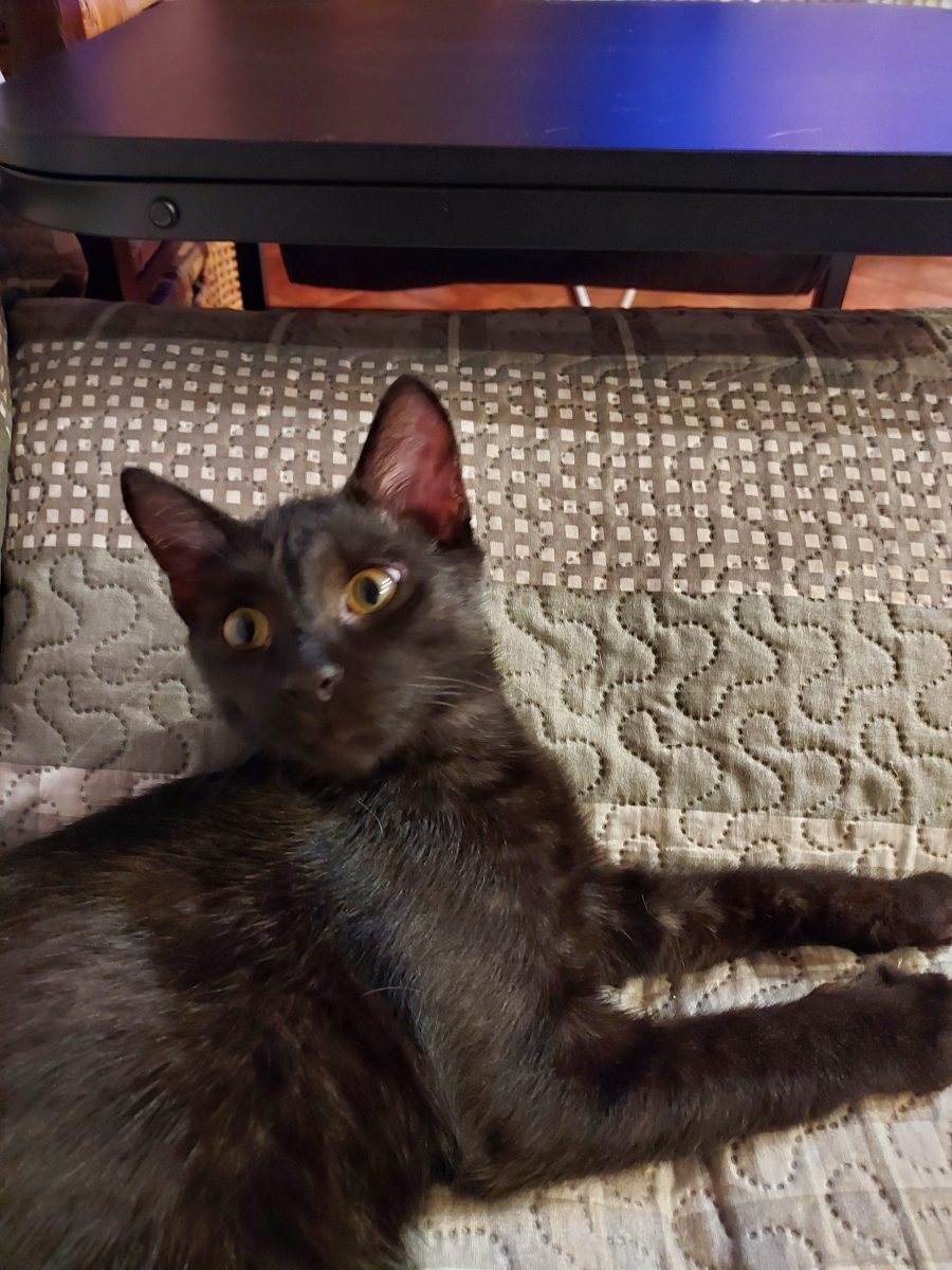 Adoptie urgenta