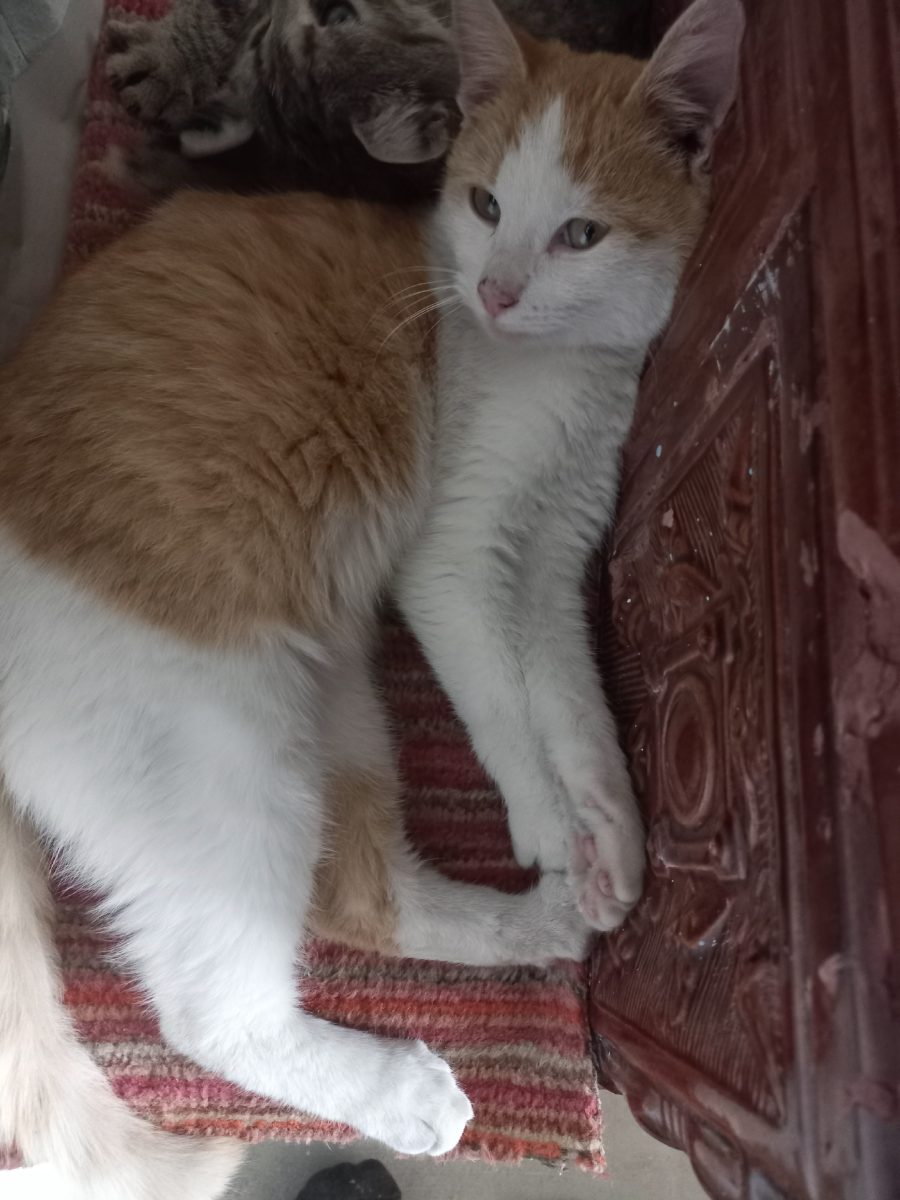 Adopție pisici  București
