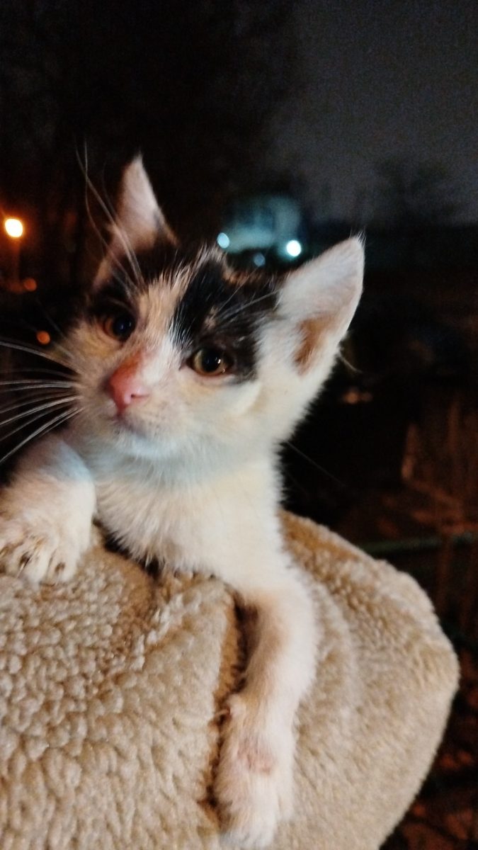 5 pisoi de două luni își caută o casă