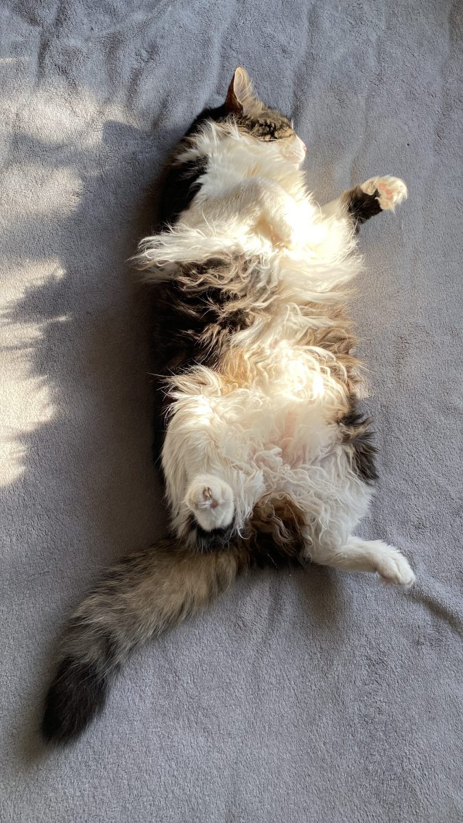 I have 2 cat