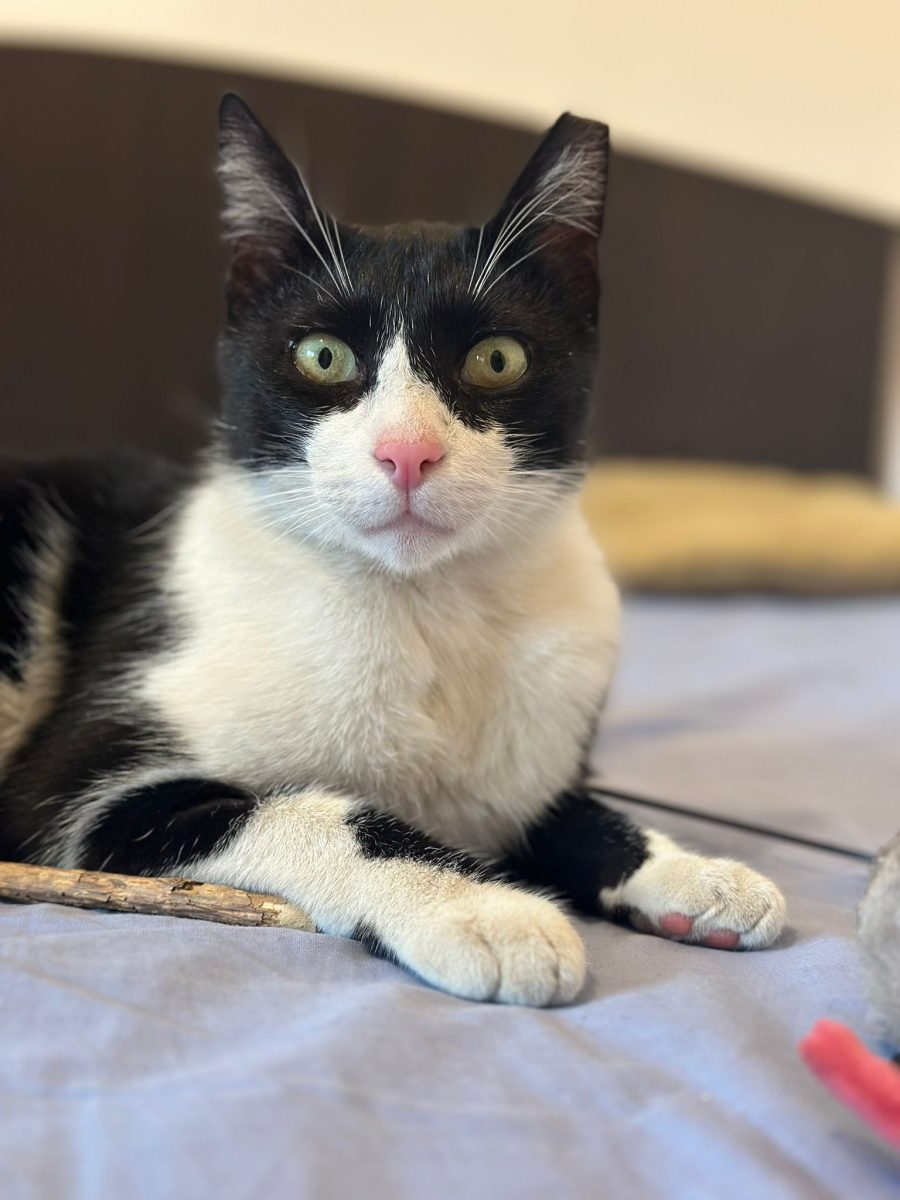 Muezin, Motanul Fermecat