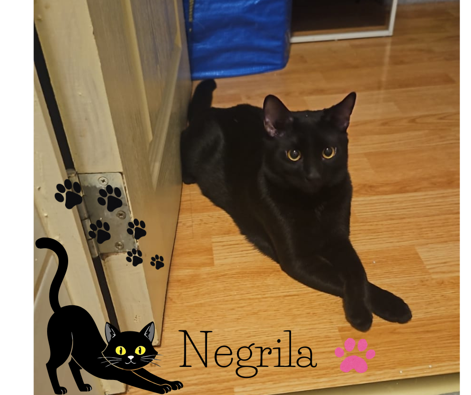 Negrila