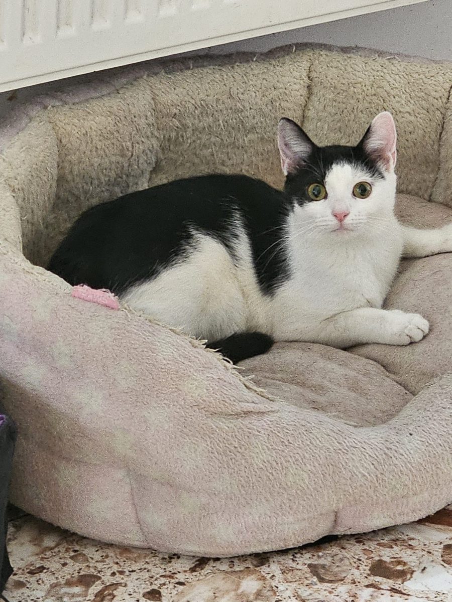 Pisicuta delicata are nevoie de parinti iubitori 😻