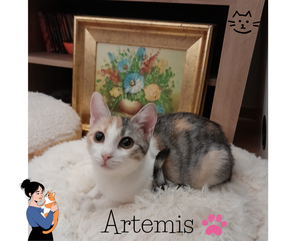 Artemis, pisica visatoare