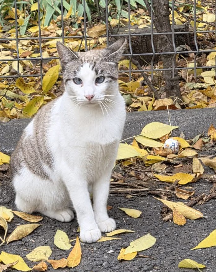 Lola, frumusețea sașie, vrea ACASĂ la tine.