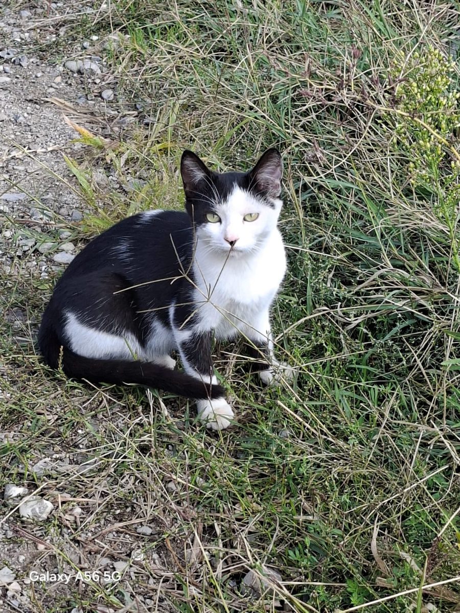 ADOPȚIE URGENTĂ – ULTIMII DOI PUI, TALENTAȚI I REFLEXOTERAPIE, ÎN PERICOL REAL 🆘