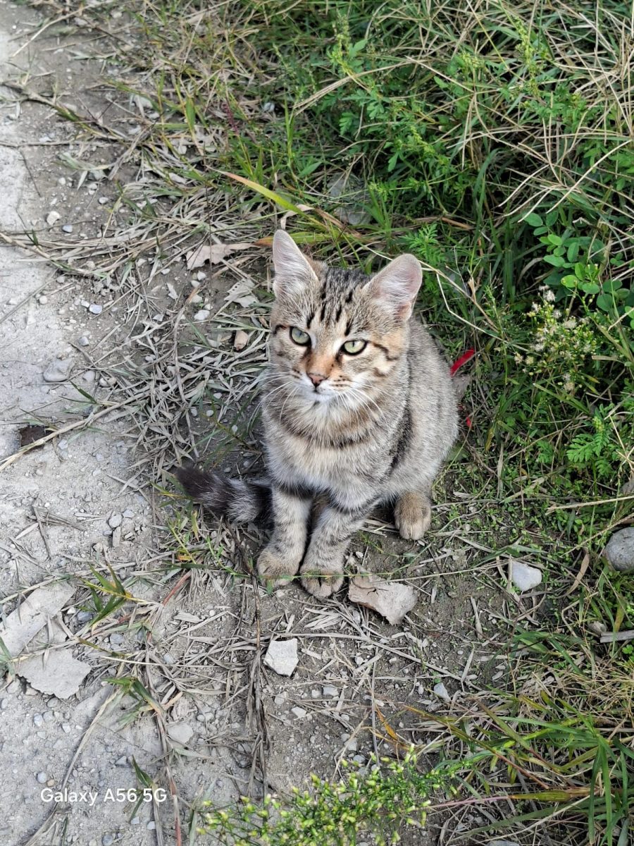 CEI 3 MUSCHETARI – 3 PUIUȚE BLÂNDE, ÎN PERICOL IMINENT 🆘