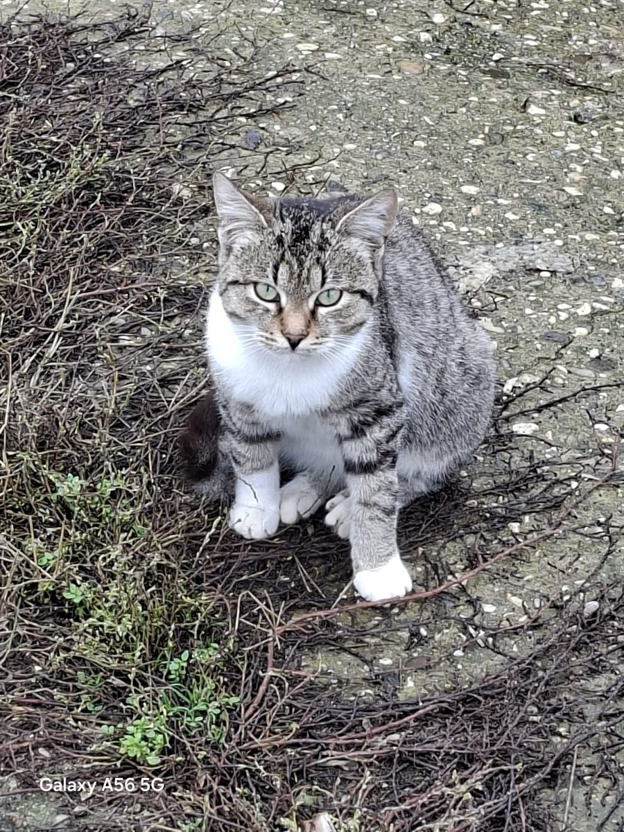 ADOPȚIE URGENTĂ – O PISICĂ MINUNATĂ CARE AȘTEAPTĂ SĂ FIE ALEASĂ 🆘