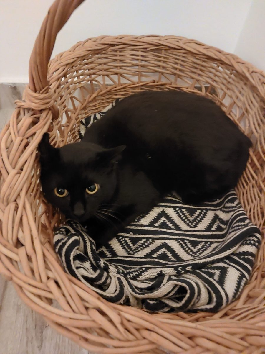 Flow pentru adoptie in București la blic