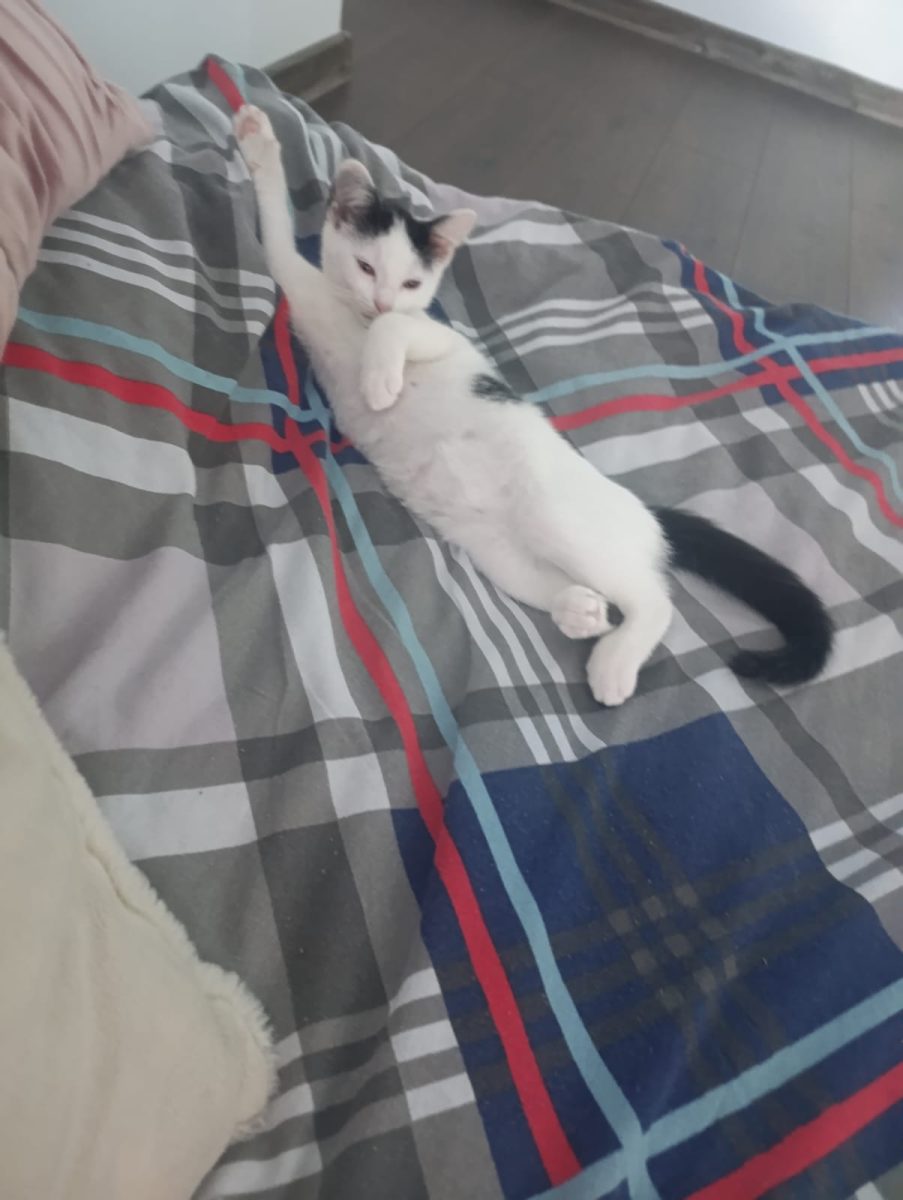 Urgent Caut adapost pentru doua pisicuțe, un motănel și o pisica mici pisica maxim 5 luni și motănelul undeva la 8 luni