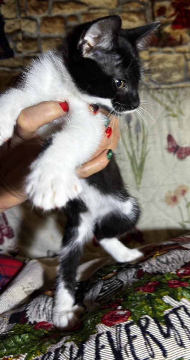 Spre Adopție motănel !