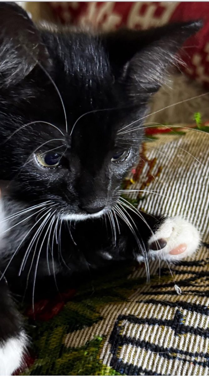 Motănel ,3 luni, vaccinat , spre adopție ! Dâmbovița