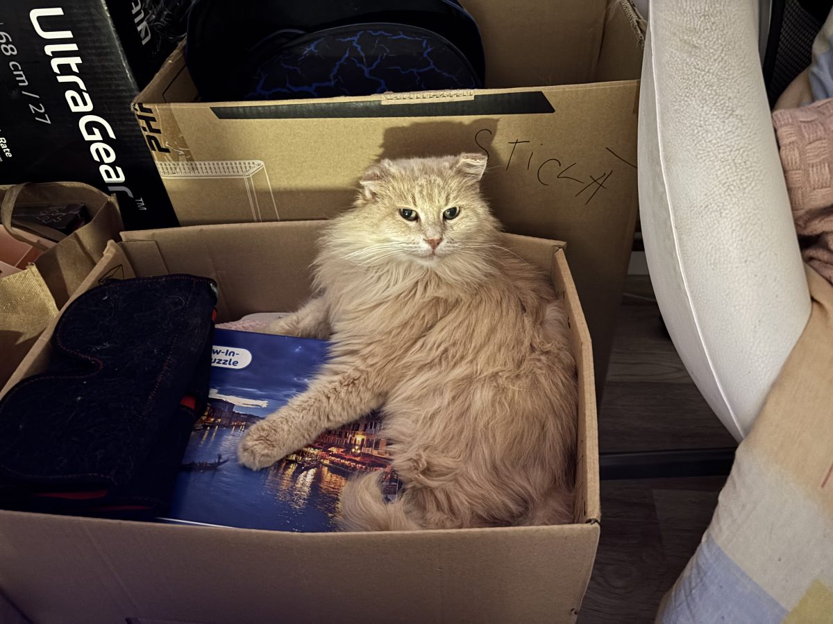 🐾 Pufarina , în căutarea unui cămin pe viață🐾