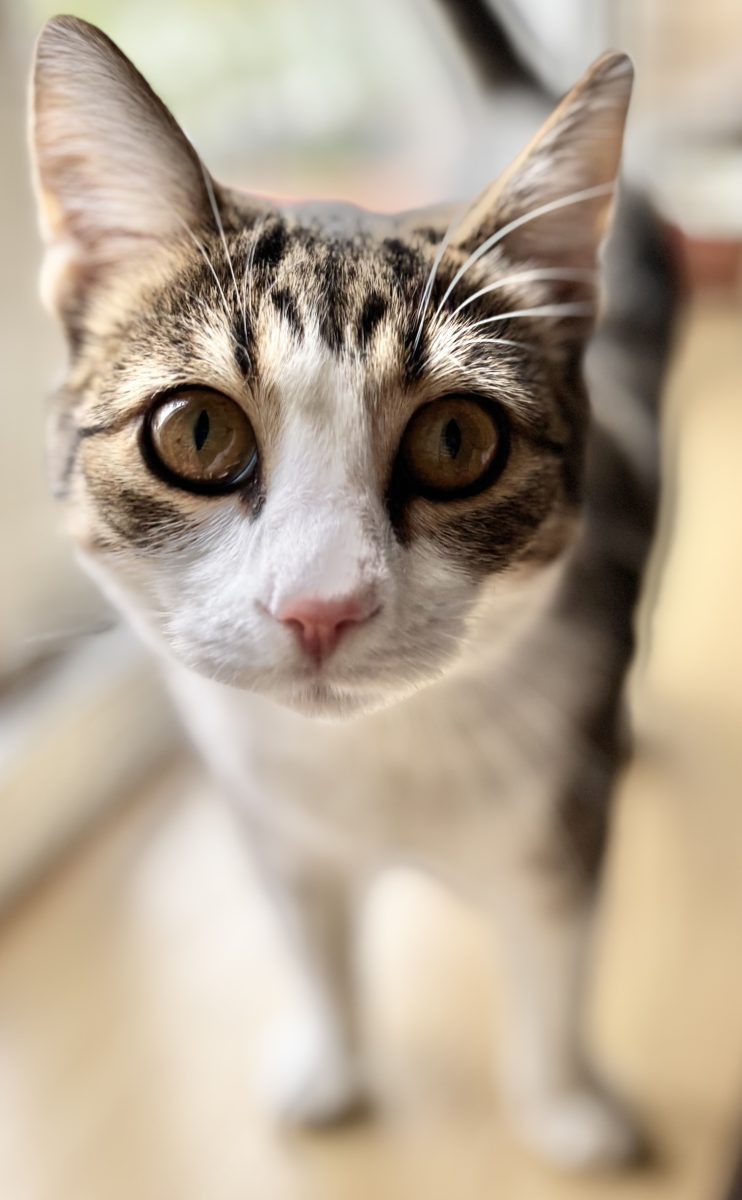 Ciupi, o dulceata de fata