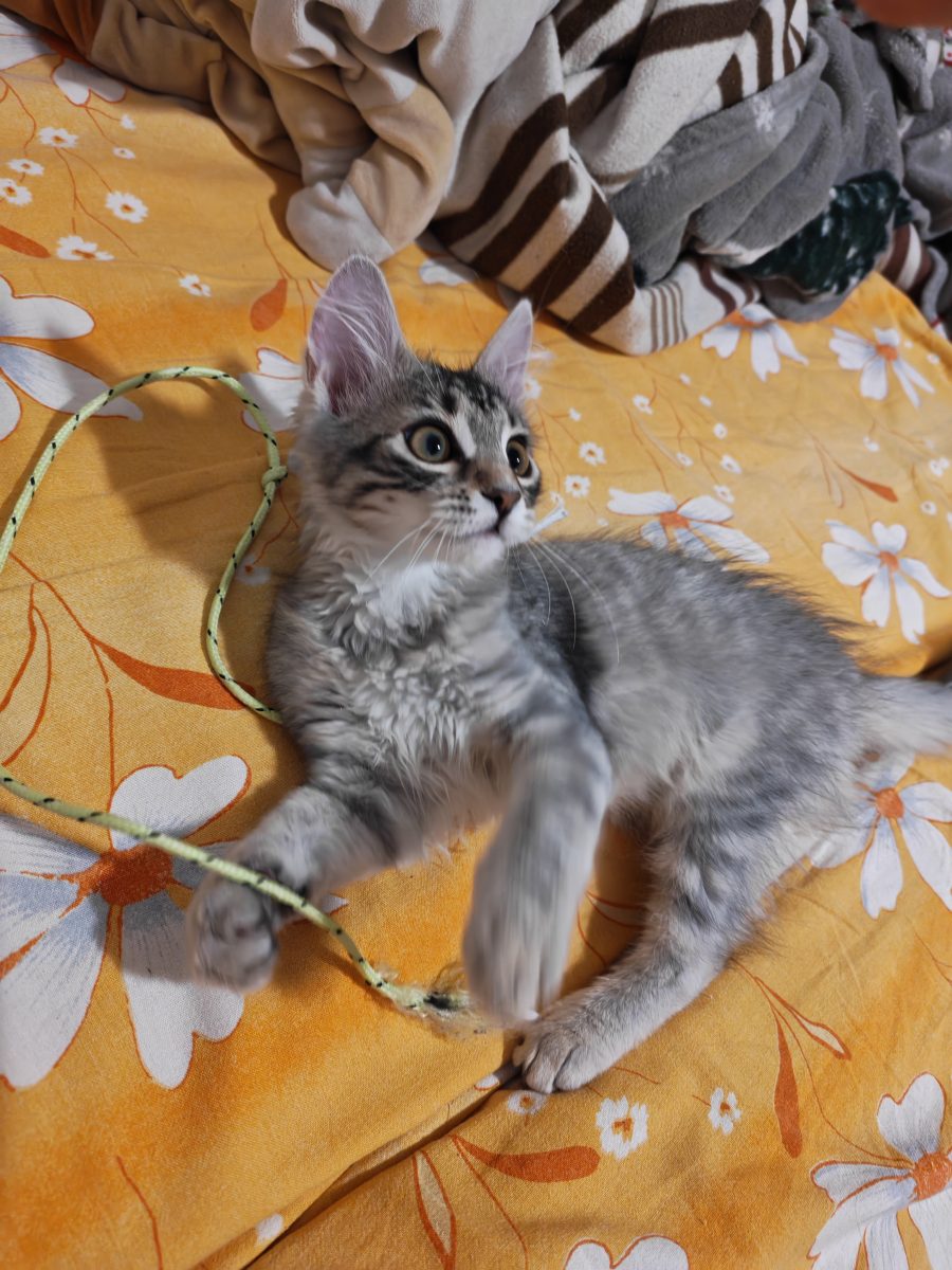 Adoptie responsabila pisica