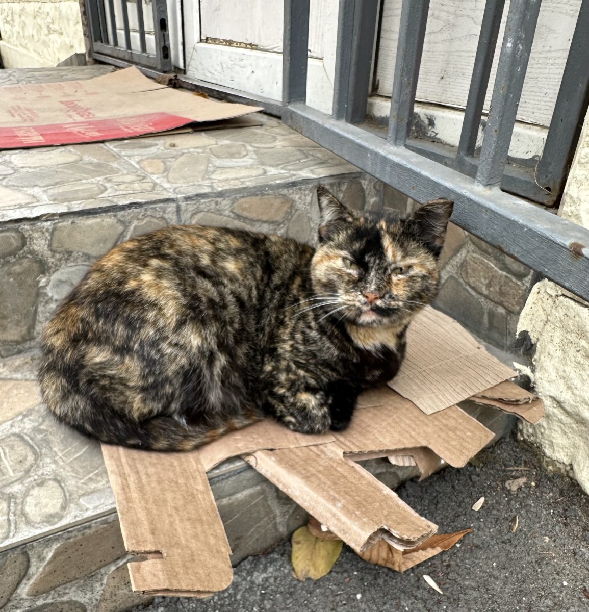 Adopție pisică sterilizată