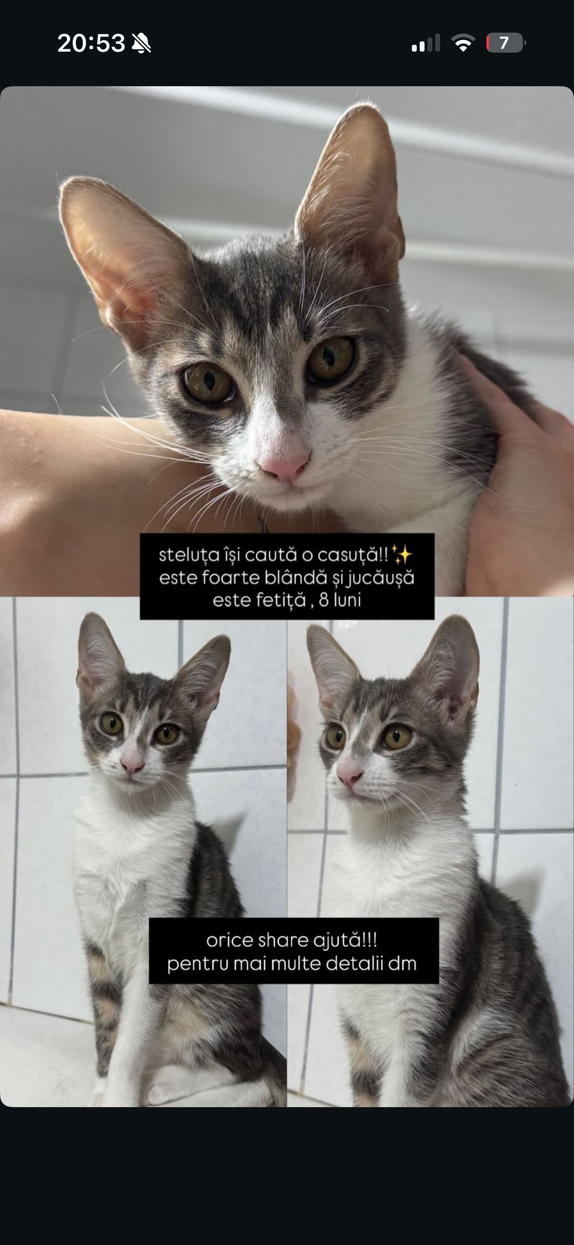 🌟 Steluța – pisicuță blândă și jucăușă își caută o familie iubitoare 🌟