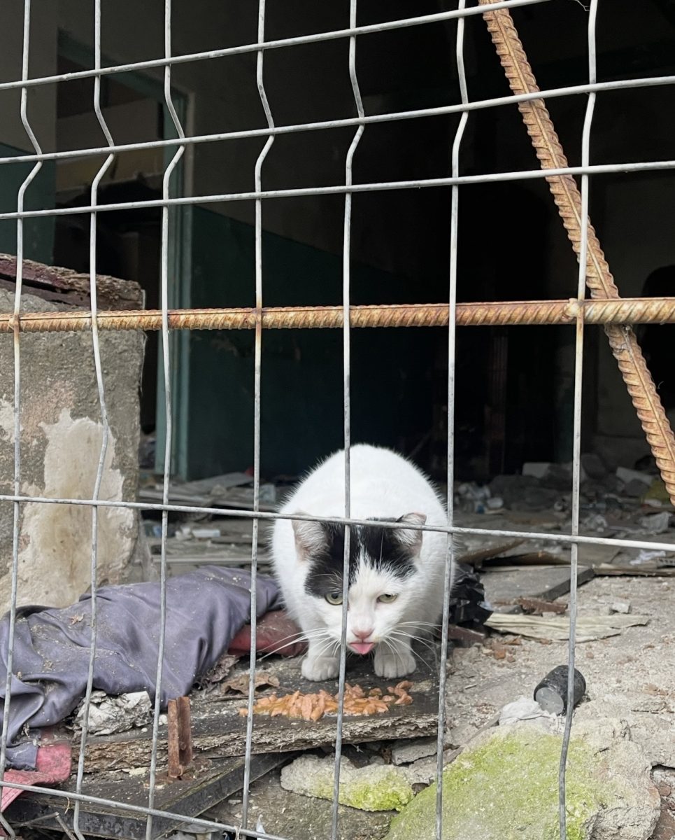 🐾Motănel blând, lăsat pe stradă – caută familie 🐾