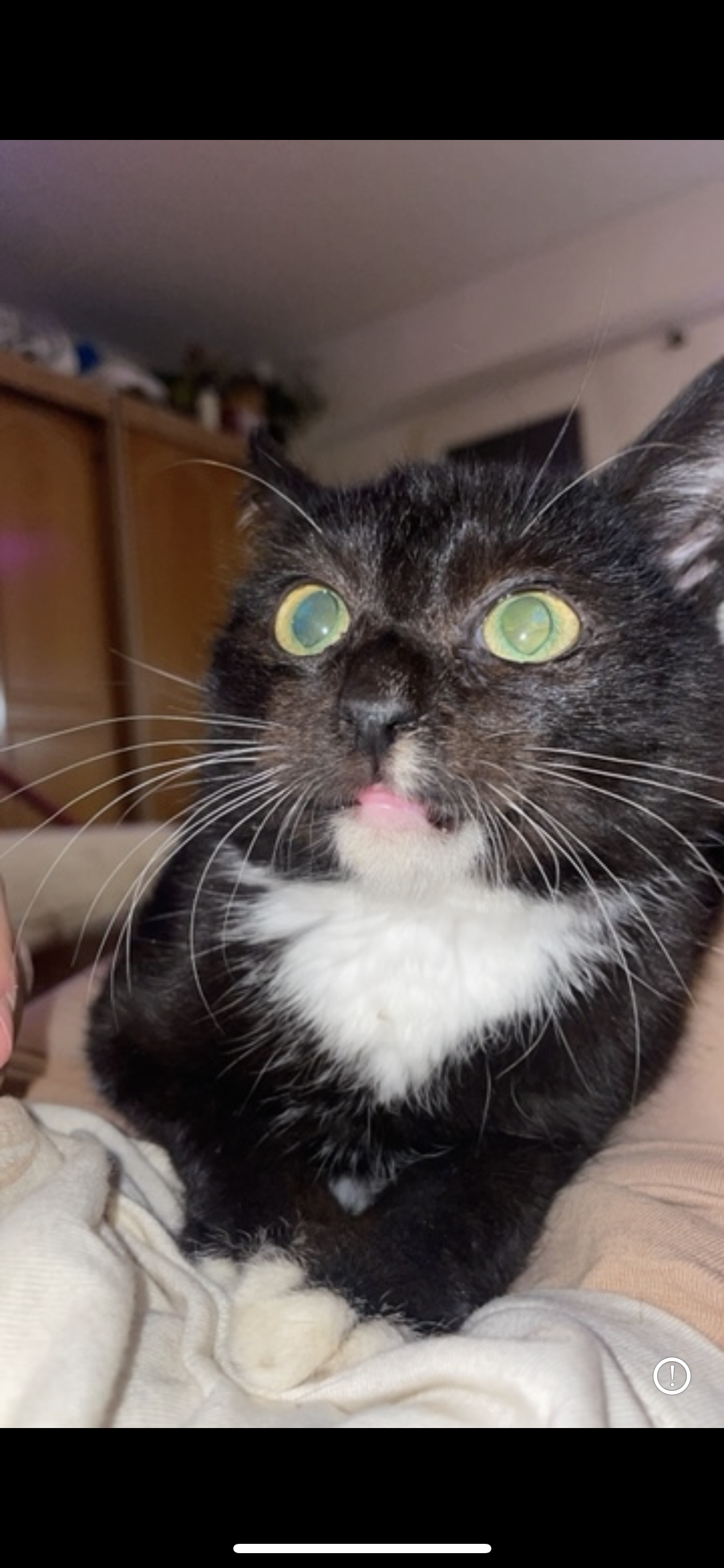 ofer spre adoptie un motan