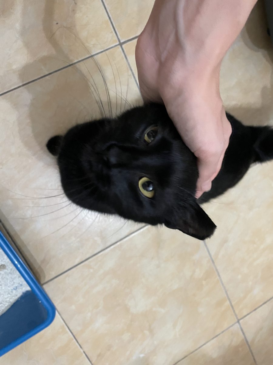 Pentru adopție pisicuța neagră București