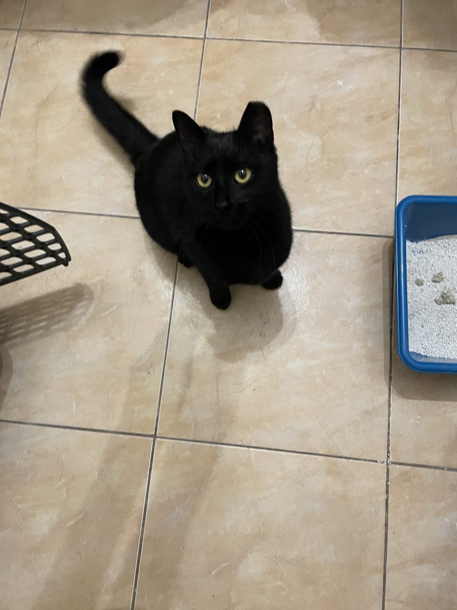 Pisicuta neagră 8-9 luni pentru adopție, București