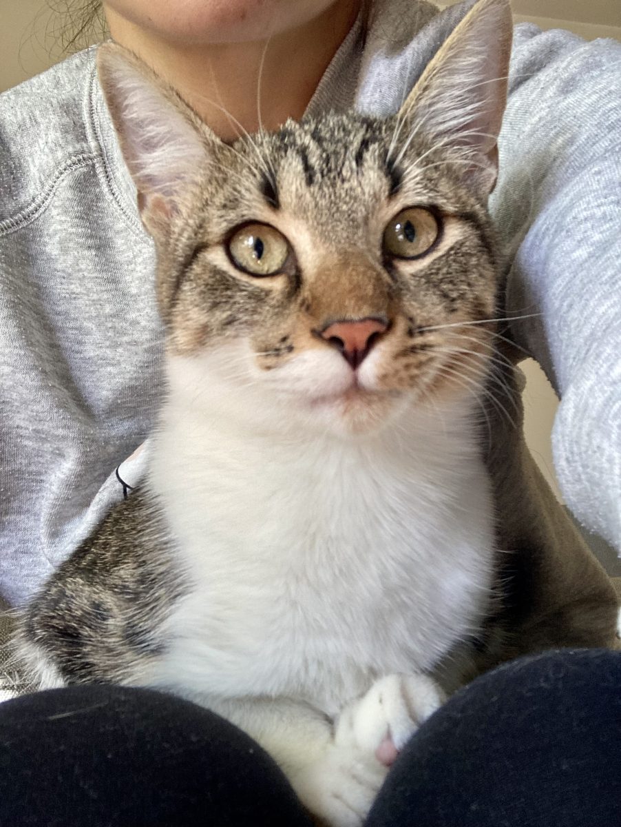 D’Artagnan vrea acasa 🥰