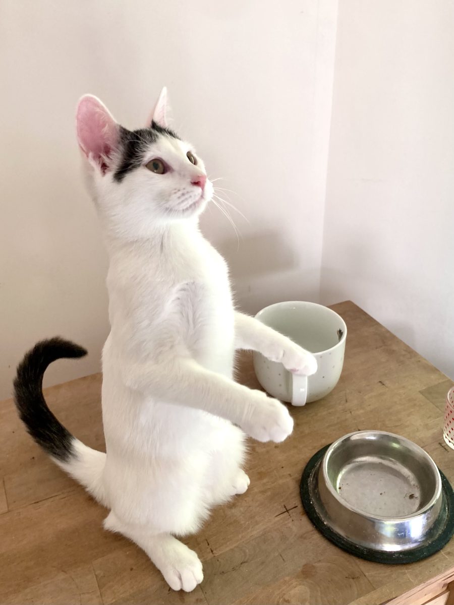 Bezeluta pentru adoptie in Bucuresti si localitati apropiate