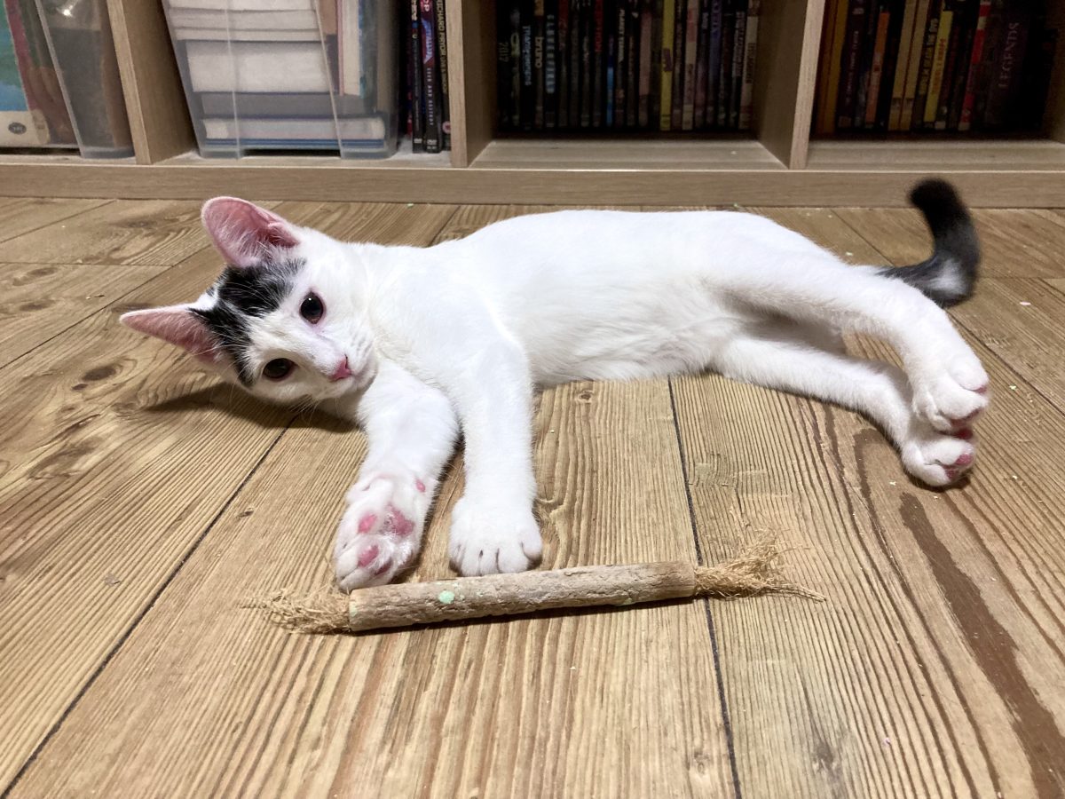 Pisicuta vesela pentru adoptie in Bucuresti si localitati apropiate