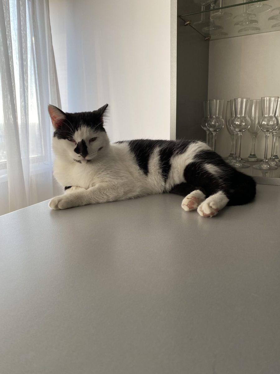 Motan iubicios cauta parinti la fel de iubiciosi😻😻😻