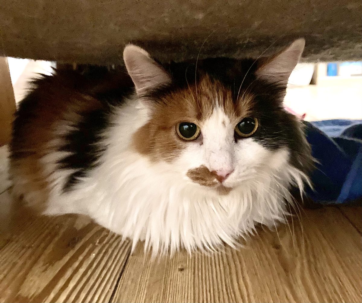 Fiona, pisicuta calico cu blana lunga pentru adoptie