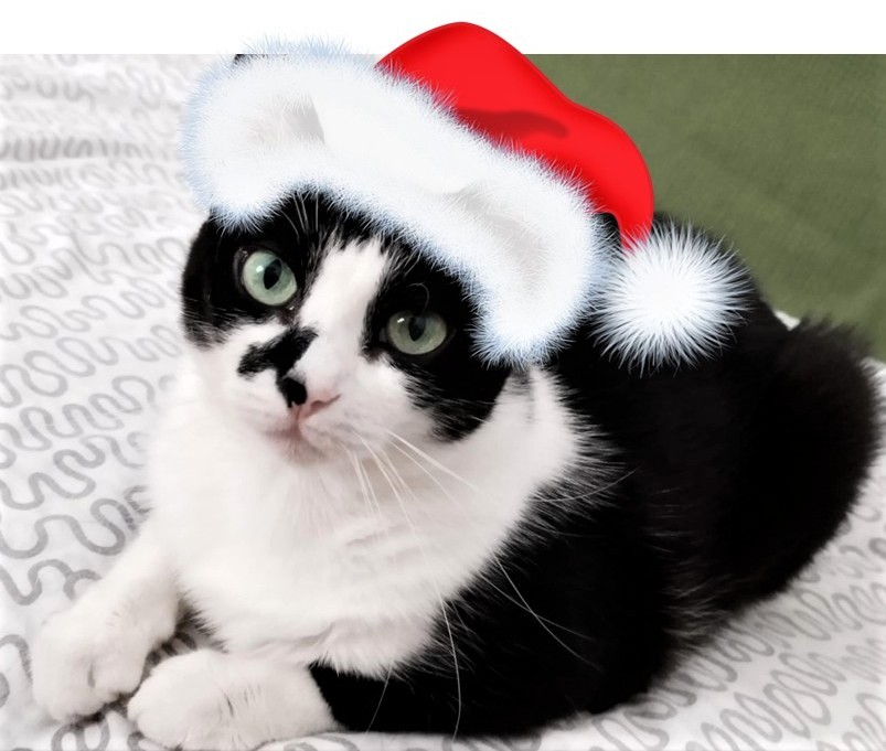 Ho, Ho, Ho!! Petra, o pisicuta DE VIS, are MARE nevoie de un nou camin
